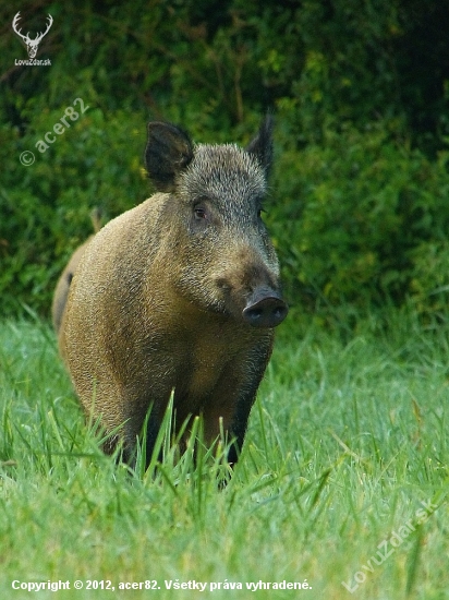 bachyňa