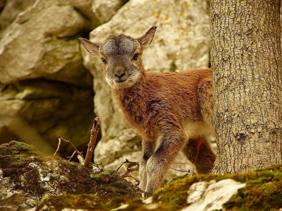 veľkonočný baranček