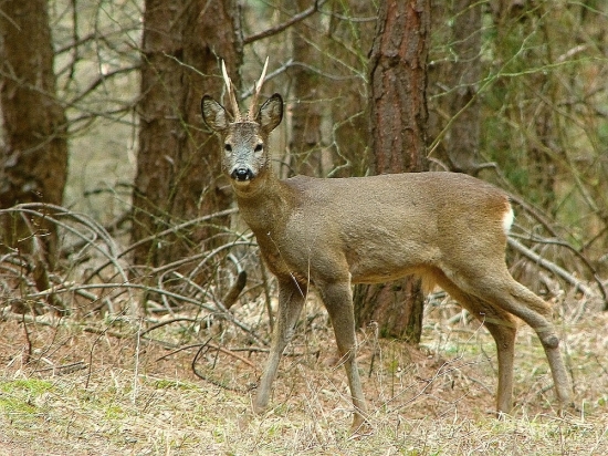 vytlčený