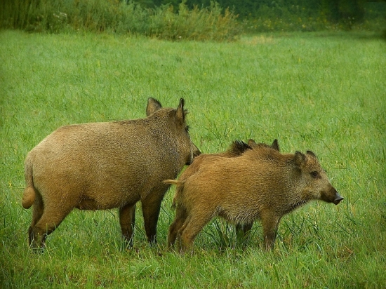 za rána za rosy