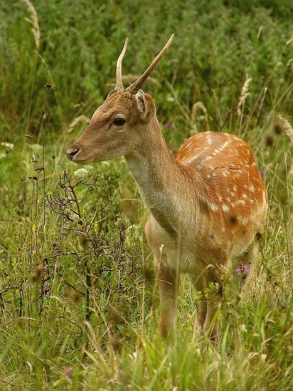 danček