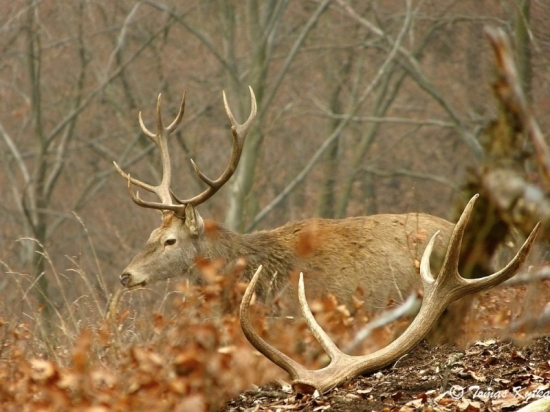 zanechal na pamiatku