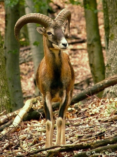 mufko