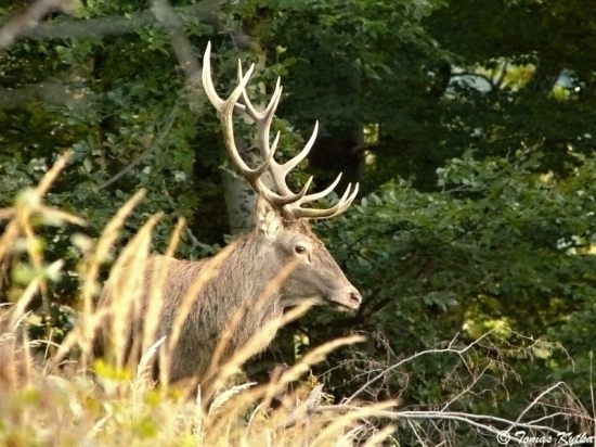 jelenia busta