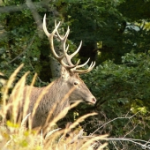 jelenia busta