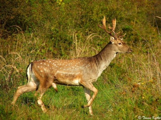 prechádzkový