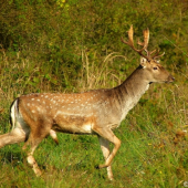 prechádzkový
