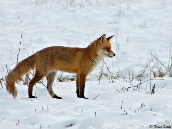 lišiak