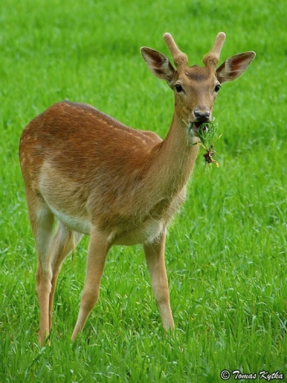 sústo