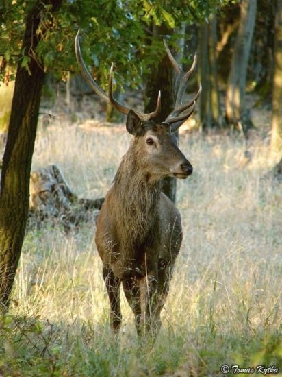 zvedavý