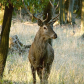 zvedavý
