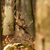 driemoty starého pána