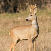 srnec lykač