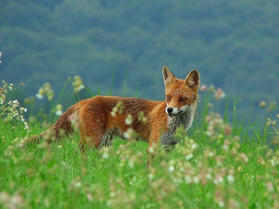 líška