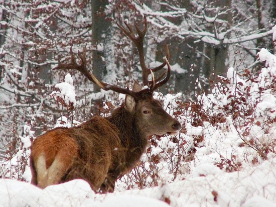 Kráľ zasneženého lesa