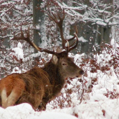 Kráľ zasneženého lesa