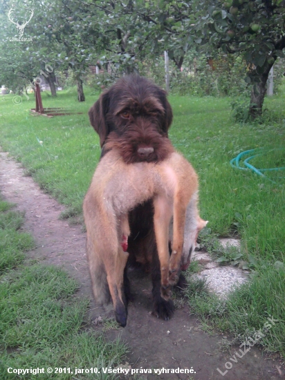 Aport líšky