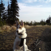 Zapadosibirska lajka Brita Biela Breza