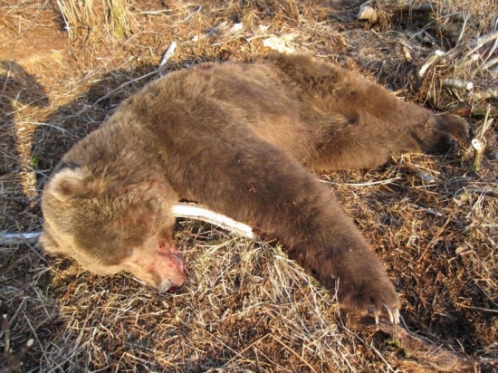 Kodiak, váha 750kg, délka 3,5m