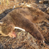 Kodiak, váha 750kg, délka 3,5m