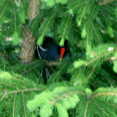 Čo je to za vtáčika ???