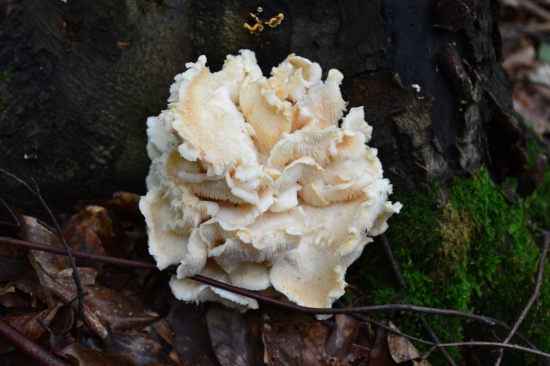 ježovec trúdkovity