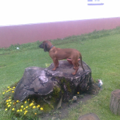 Moly