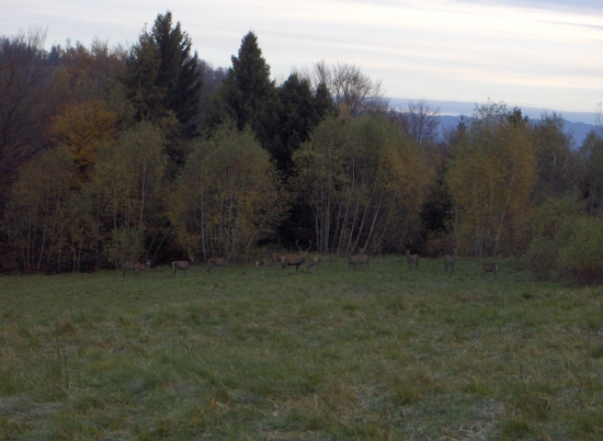 vysoká