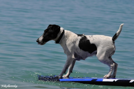 tak teda poľovník či surfista?? :D