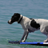 tak teda poľovník či surfista?? :D