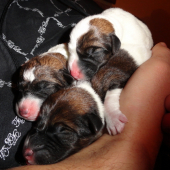 Puppies 