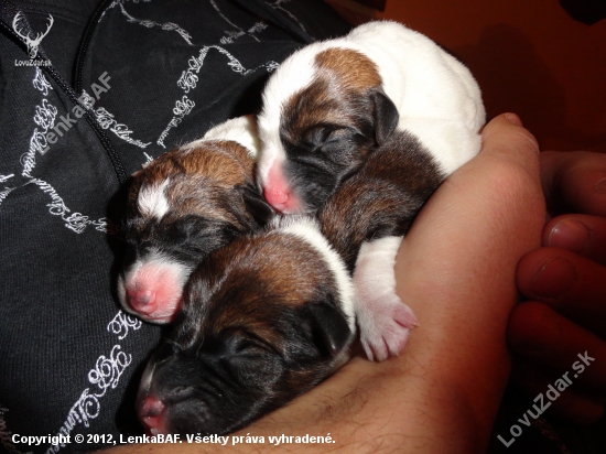 Puppies 
