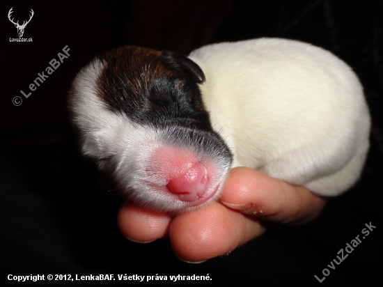 AMADEUS-OLIVER  DANGEROUS TERITORRY
