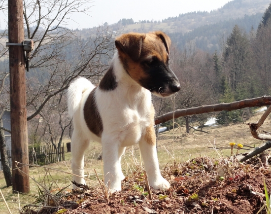 ATREY Dangerous Teritorry