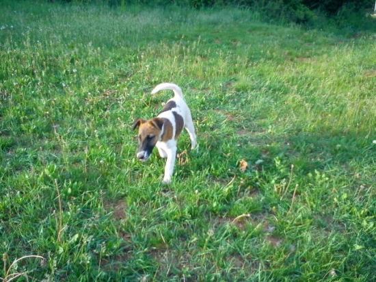 ABBIE Dangerous teritorry