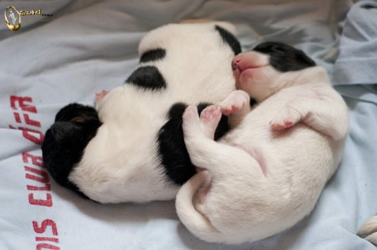 Barbara a Black Angel Dangerous Teritorry