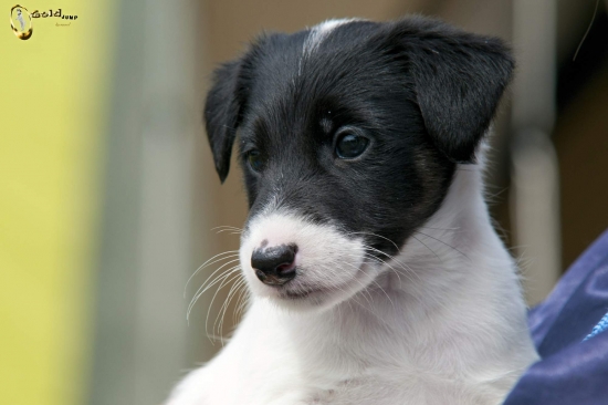 Black Angel Dangerous Teritorry