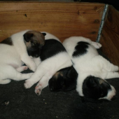 budúci poľovníci :)