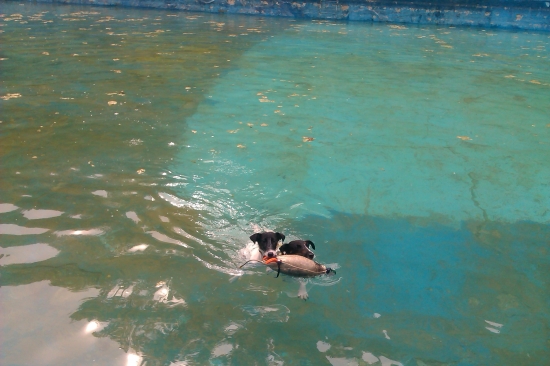 ako sa cvičí prinášanie z vody na výcvikových dňoch :D