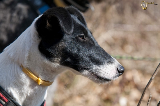 Black Angel Dangerous Teritorry