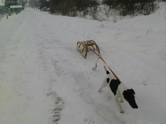 aj takto sa dá využiť poľovné plemeno :Dalebo skôr zneužiť?