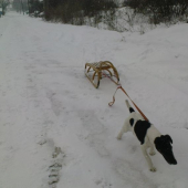 aj takto sa dá využiť poľovné plemeno :Dalebo skôr zneužiť?