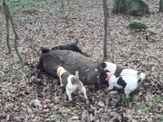 Amandina prvá polovačka na diviaky :)