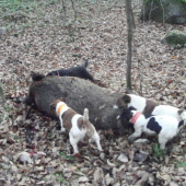 Amandina prvá polovačka na diviaky :)