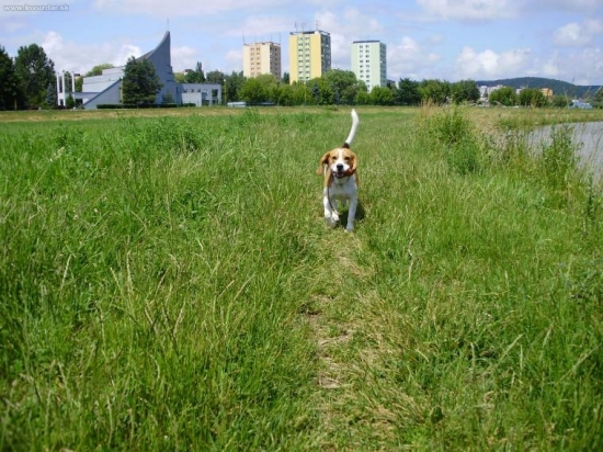 Bígel