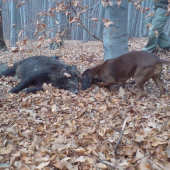 Úspešná dohľadávka