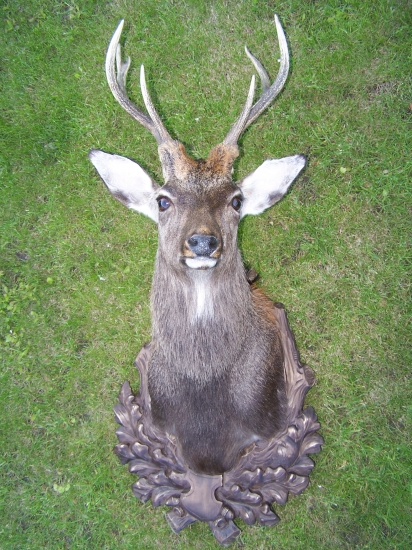 Můj sika