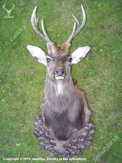 Můj sika