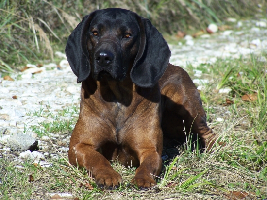 Falko z Rožnovských pasek