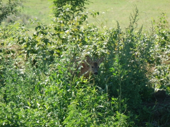 Mladý pán